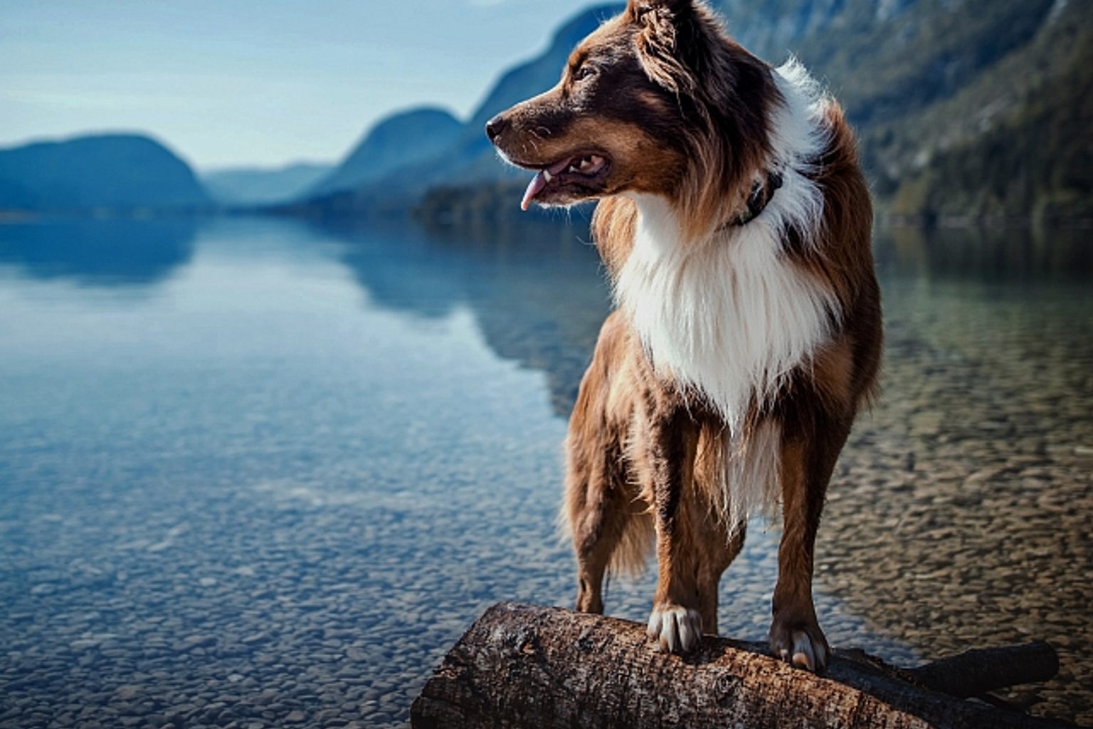 MARS APPOINTS CHRISTINA RUGGIERO AS NORTH AMERICA REGIONAL PRESIDENT FOR PET NUTRITION BUSINESS